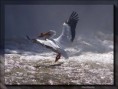 Landing Pelican